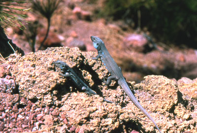 Small lizards allover